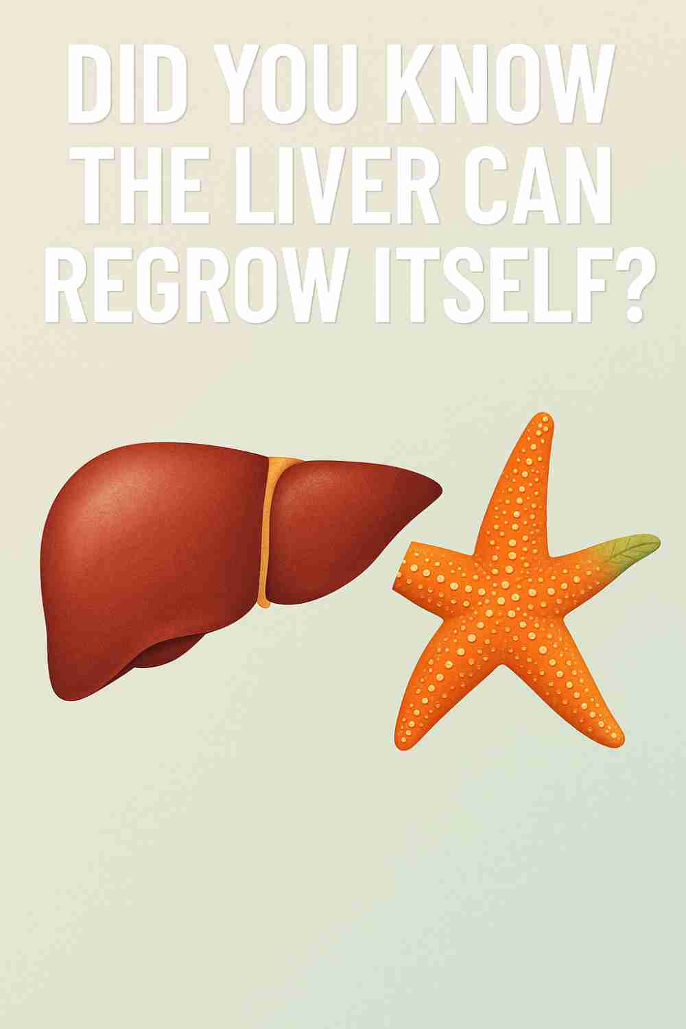 Did You Know The Liver Can Regrow Itself