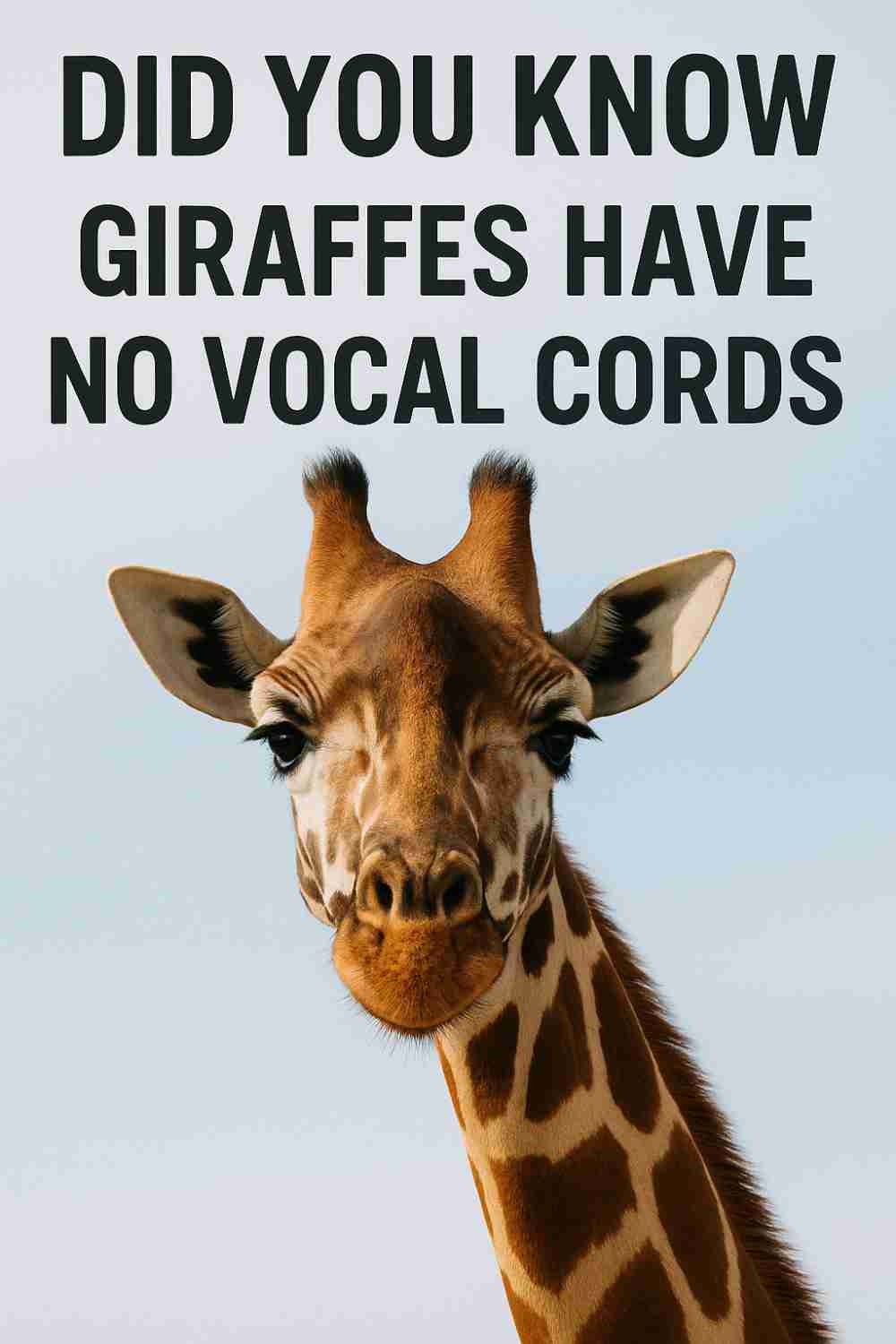 Did You Know Giraffes Have No Vocal Cords